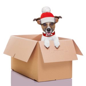 dog in box