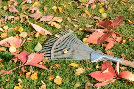 rake leaves